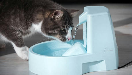 Why Your Cat Begs for More Than Food: It Could Be Dehydration!