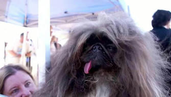 The Top 10 Ugliest Dogs of All Time