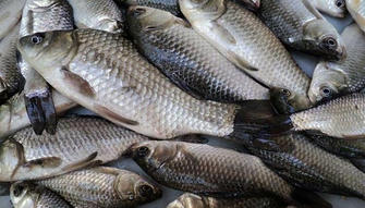 3 Fish You’ll Never Want to Eat Again