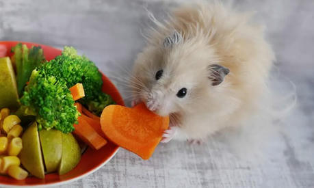 What Do Hamsters Eat? The 6 Best Foods for Hamsters