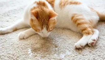 5 Common Cat Urinary Problems Every Owner Should Know